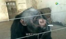 猪妹最新爆料,揭秘娱乐圈最新动态与幕后故事